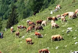 Concessione pascoli comunali